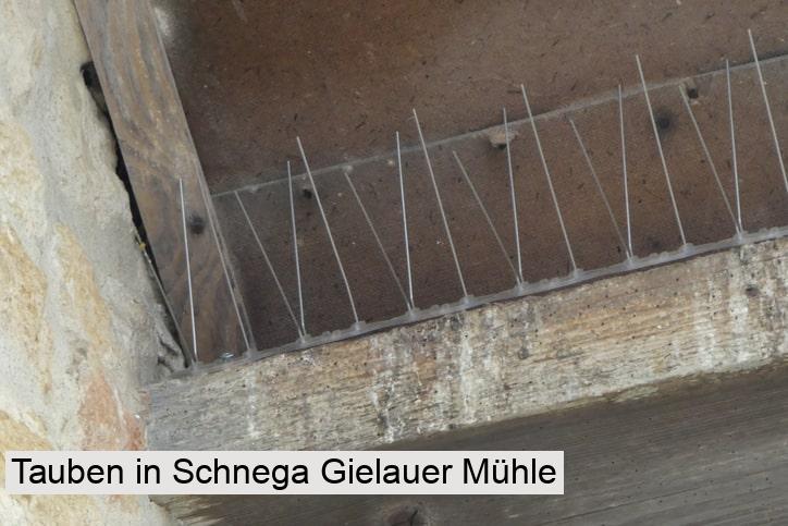 Tauben in Schnega Gielauer Mühle